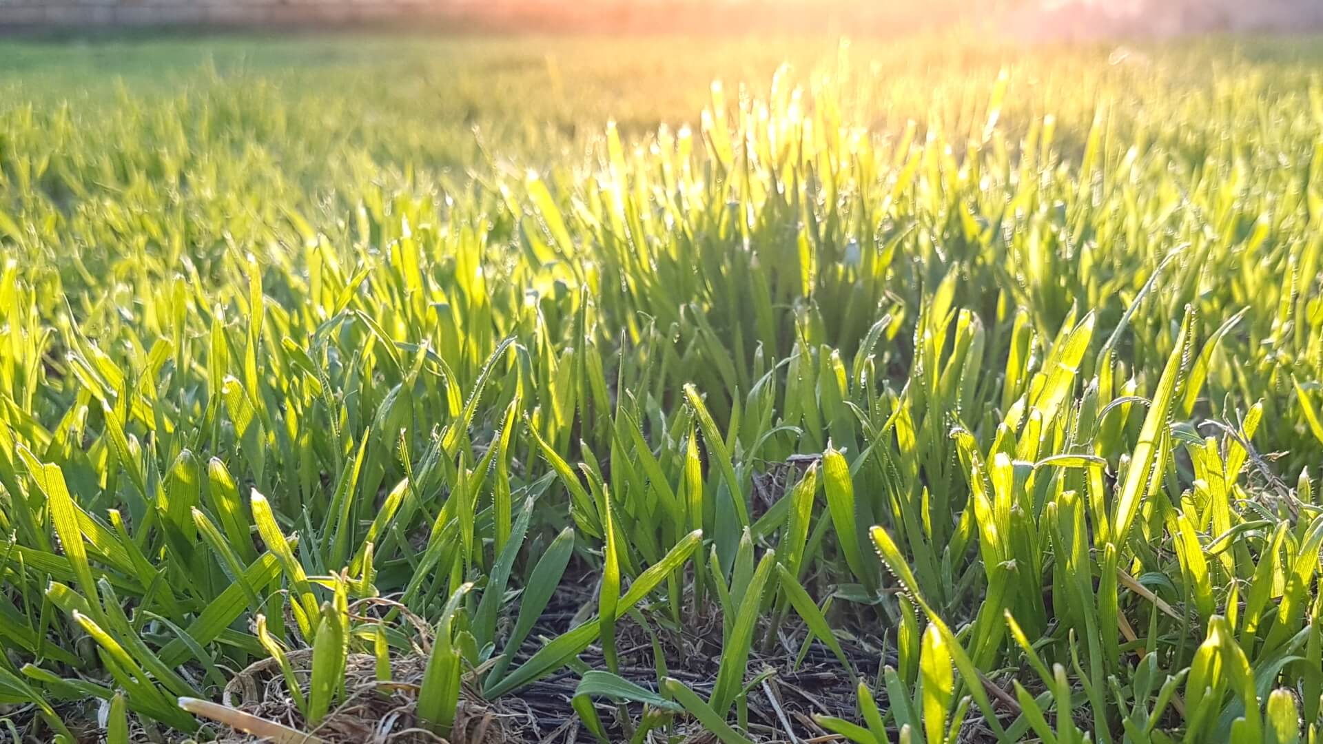 novruz_bayrami_qeyri_is_gunu_2018_ram5n_com